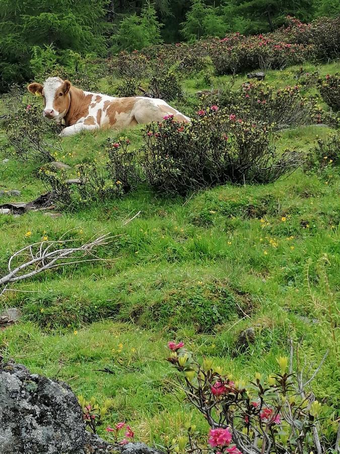 Mooshof Leilighet Kaunertal Eksteriør bilde